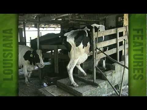 Dairy Farm of Eugene Robertson (2000)