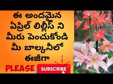 ఏప్రిల్ లిల్లీని పెంచే విధానం/April Lily or amaryllis lilly bulbs growing ideas/naliniravindraprasad