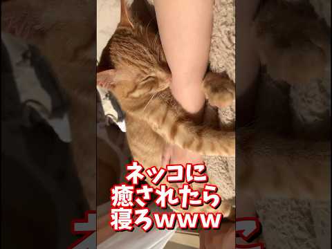 ネッコの動画で癒されたら寝ろｗｗｗ　#2ch #2chまとめ 動物スレ #2ch面白いスレ #動物 #犬 #猫 #癒やし #ねこ動画 #ねこ