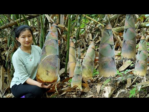 single mom : Harvesting Giant Bamboo Shoots In The Forest-How to Preserve Bamboo Shoots for One Year