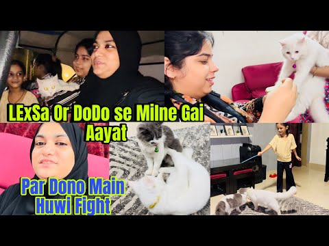 Lexsa Or Dodo Main Huwi Jum Kar Fight| Aayat gai Milne 🐈 Cats Se🥰