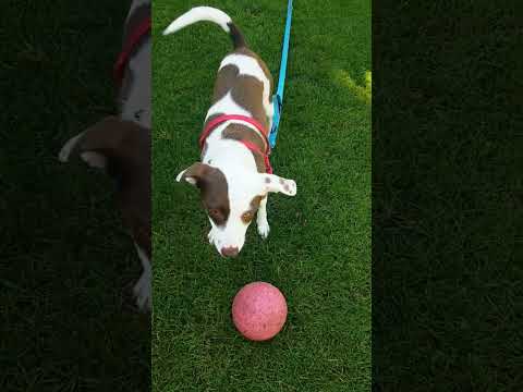 backyard with the dog #dog #backyard #shorts