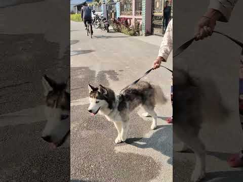 Our husky cameback to meet us #husky #talkinghusky #dog #siberianhusky