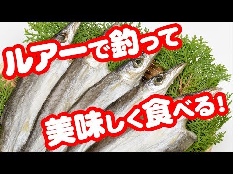 【魚図鑑　カマス】堤防で釣る！ルアーフィッシング 投げサビキで爆釣！