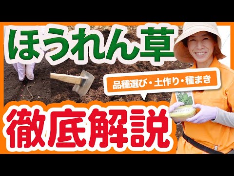 家庭菜園や農園でほうれん草栽培開始！栽培おすすめ品種や土作りの注意点！種まきのコツを徹底解説！【農園ライフ】