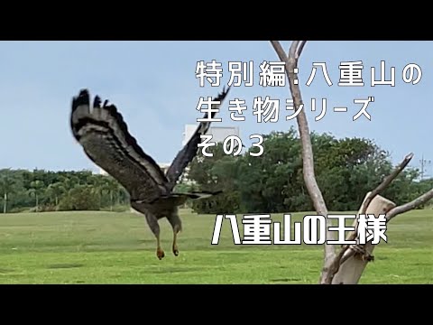 【特別編：八重山の生き物シリーズ その③】〜八重山の王様〜