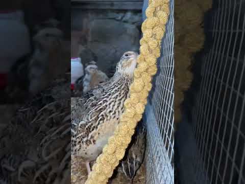 Quails just LOVE millet 🙌 #quails #shorts  #millet #animalvideofootage