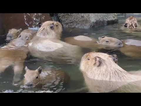 【LongVersion】42nd 元祖カピバラの露天風呂開幕(伊豆シャボテン動物公園)