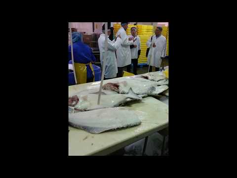 C31【9カナダ進出調査記録2016】 TSUKIJI FISH MARKET Inc  by 市場系youtuber疋田拓也Takuya Hikita～Vancouver island～