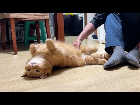 이제는 그냥드러누워버린 애교천재 고양이 🐈❤️VLOG