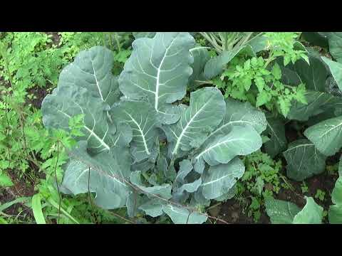 Mountain Top Vegetable Garden Tour July 4 2023