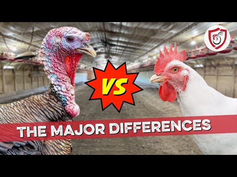 Turkey Farming vs. Chicken Farming: The Major Differences