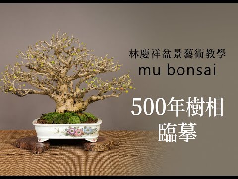 概念篇∣夏∣臨摩500年樹相結構 ◤林慶祥盆景藝術教學◢ Bonsai in Taiwan