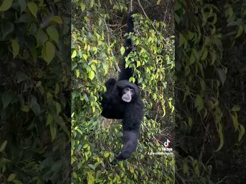 Siamang 合趾猿