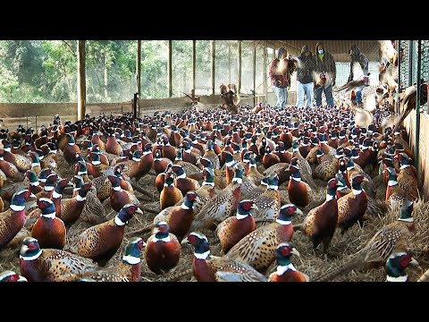 How to Pheasant Farm Produces Million Birds For Game ️- Modern Pheasant Hatchery Technology