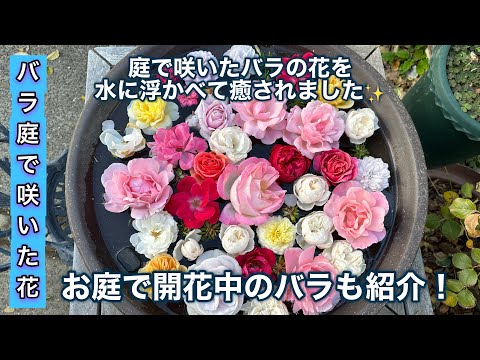 お庭でバラの花が沢山咲いたので、水に浮かべて癒されました✨現在開花中のバラも紹介します！【バラ庭】