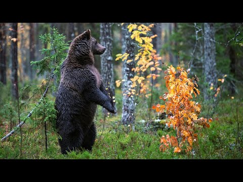 Осень в лесу.  Прекрасная природа, животные и птицы.