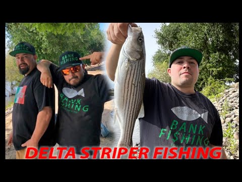 Fishing Early Spring For Stripers @ California Delta! #fishing #california #delta #striper #fish #yt