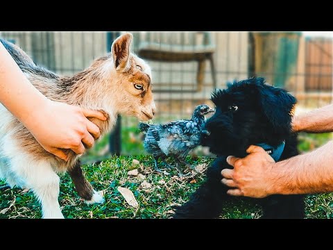 Ears aren't for BITING! (farm puppy training)