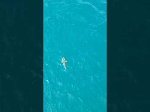 SHARK FISHING WITH DRONE