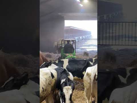 Farm Cows #shorts #fyp #cow #feeding #milking #hoofing