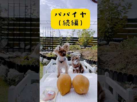 パパイヤ(続編)先に食べても根気よく要求🐶✨