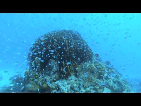 11月の沖縄、古座間味ビーチで素潜り！ Recreational Freediving in Japan