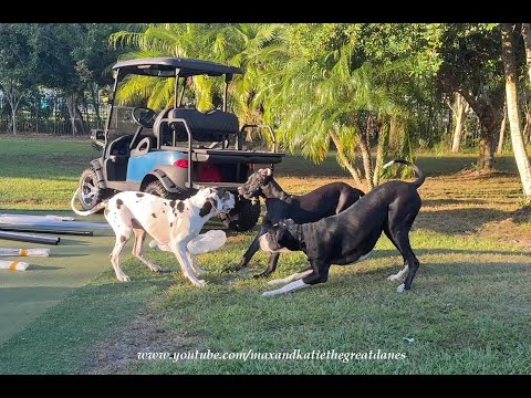 Funny 6 Month Old Great Dane Puppies Love Wrestling & Running Playtime