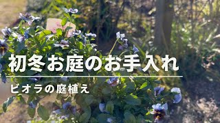 《初冬花壇のお手入れ》オシャレなビオラで冬のお庭を楽しもう♪／宿根草刈りなど