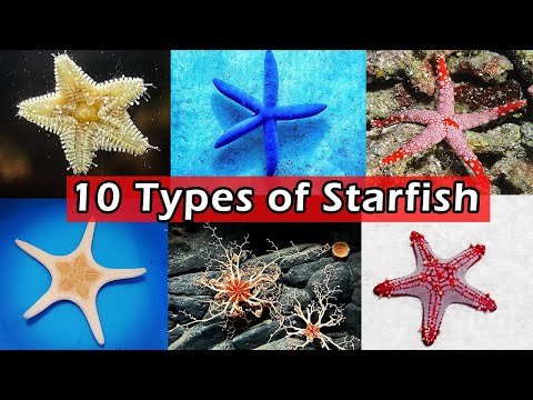 10 Types of Saltwater Starfish for Aquariums / 10 Types of Saltwater Starfish