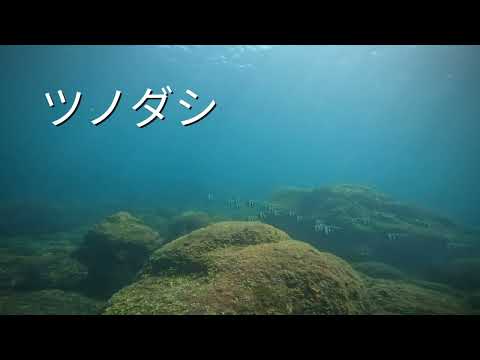 5/4（土）大島ツアー2日目！