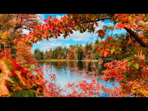 Red October 🍁 Peak Fall Color in the Countryside