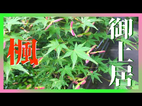 【晚安JM】北野天滿宮/御土居/好多好多楓葉!/綠色綠色綠色綠色!