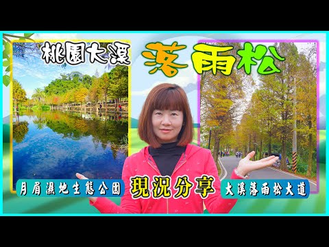 現況分享桃園大溪兩處落雨松景點，落羽松大道&月眉濕地生態公園｜4K超高清