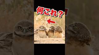 仲間のフクロウも困惑… #かわいい動物動画 #おもしろ動物動画 #ふくろう