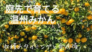 温州みかんの甘くて美味しいタイミング【収穫して直ぐ？追熟は必要？】2021年10月23日