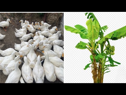 Poultry farming - How to effectively prepare duck feed from banana tree trunks