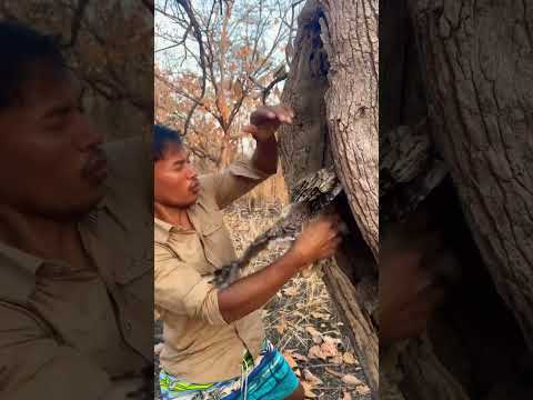 Walk in the forest found  eagle in hole tree part 01#nature #eagles #shorts