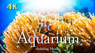 4K【アクアリウム】サンゴとお魚｜ピアノのリラックス音楽と水中音｜水族館