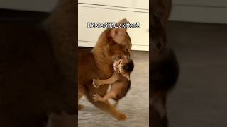 Cat co-parenting disagreement 😳 Abyssinian cats carrying a kitten #abyssinian #catshorts #fyp