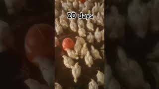 #youtube #chicken #poultrydays #chickenfarming #youtubeshorts #poultry #poultryfarming #20days