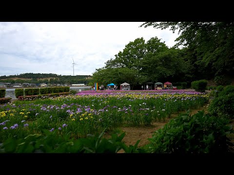 Strolling: Iris Festival by Lake Kitagata Japan [4KHDR]散策 北方湖畔 花菖蒲まつり福井県あわら市