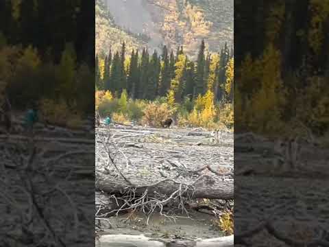 Hunting Bison in Alaska with Iron Will 100 Grain Single Bevel Broadhead - David Brophy