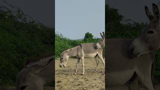 donkeys happy #youtubeshorts #animals #shortfeed #happypets #janwar