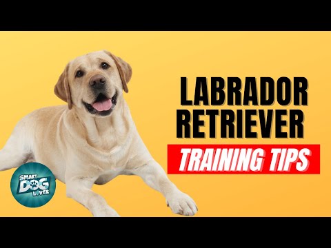 How to Train Your Labrador Retriever | Best Labrador Retriever Puppy Training Tips