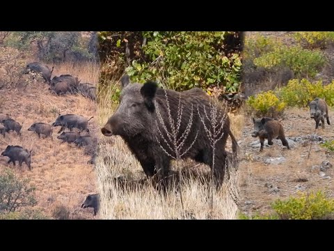 15 Amazing Shots in 8 Minutes! (ULTIMATE Wild Boar Hunting Compilation) #hunting