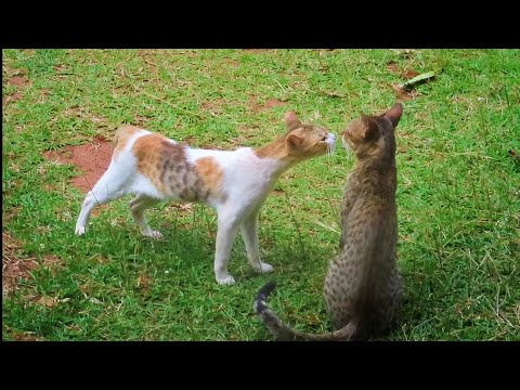 FEMALE CAT IN HEAT MEOWING MATE CALLING 🐈 Cats in Love | cat romance  #catlove #catlife #catmeow