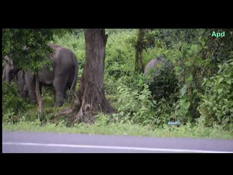 wild elephants