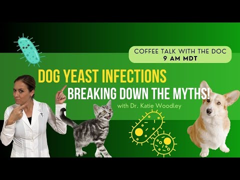 Yeast Infections in Dogs: Common Myths & Holistic Remedies - Holistic Vet Advice