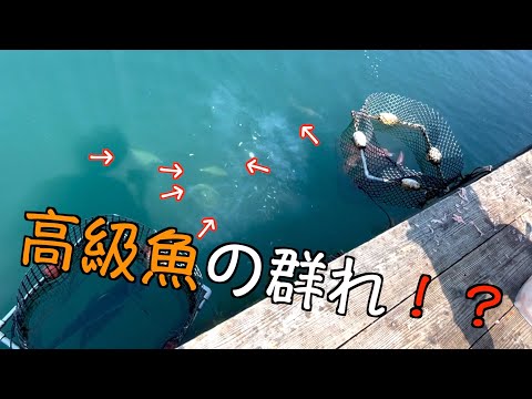 釣り堀の足元で高級魚連発！？